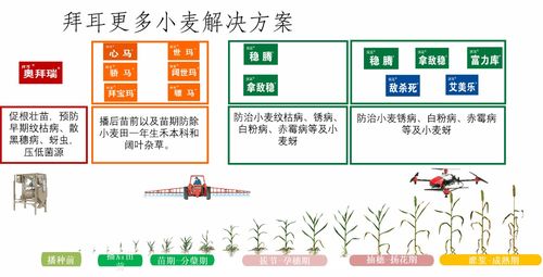 2020关键之年 促进农业丰收农民增收，拜耳坚定植根中国谋求长远发展