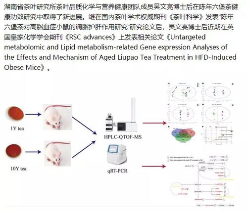陈年六堡茶健康功效研究取得新进展