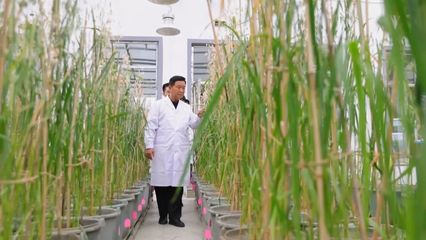 聚智汇力，白城燕麦产业在国际合作中加速奔跑